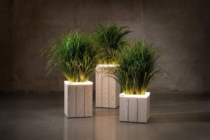 Alba Oak group 1