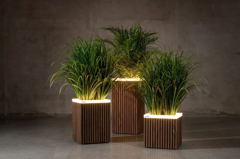 Ribbed Ash group 1
