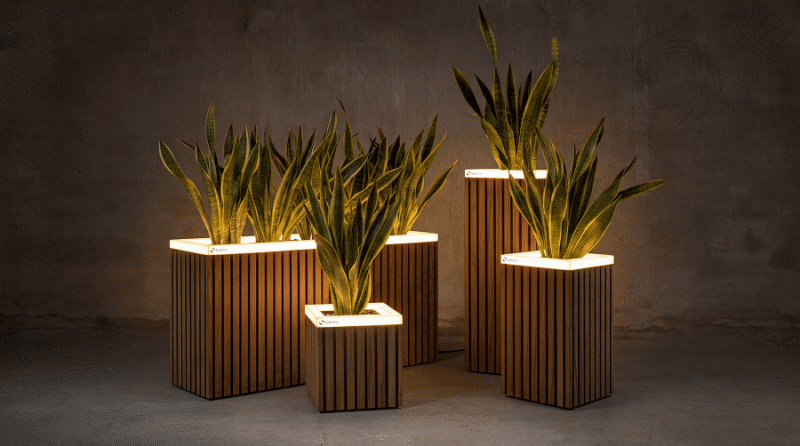 Stria Pine group