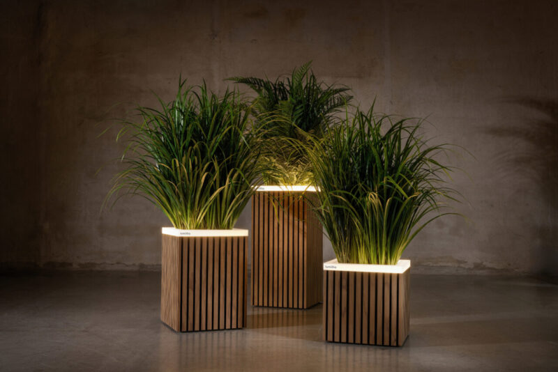 Stria Pine group