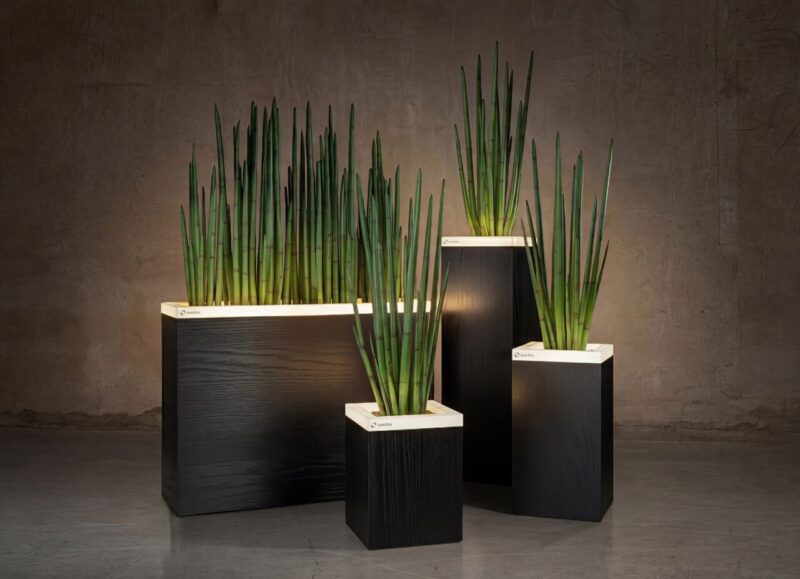 Linea Raven Oak group
