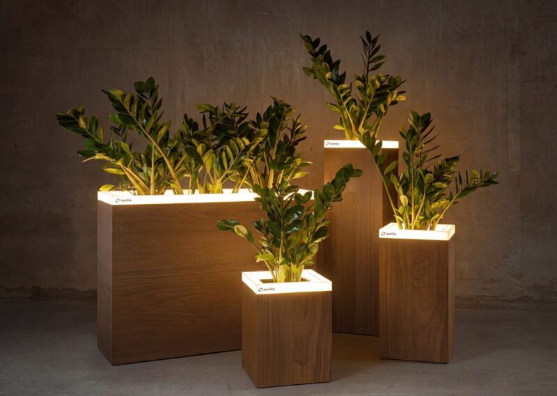 Pure Walnut group