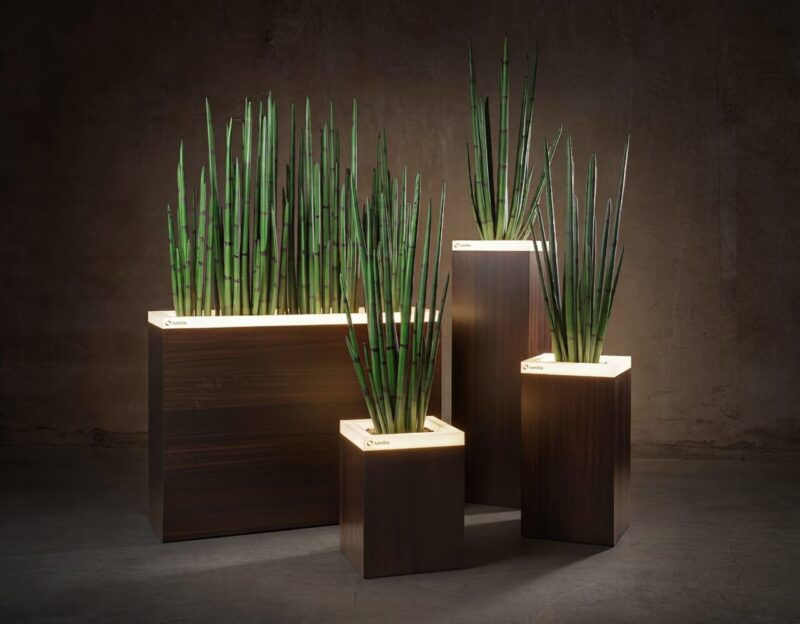 Shadow Eucalyptus group